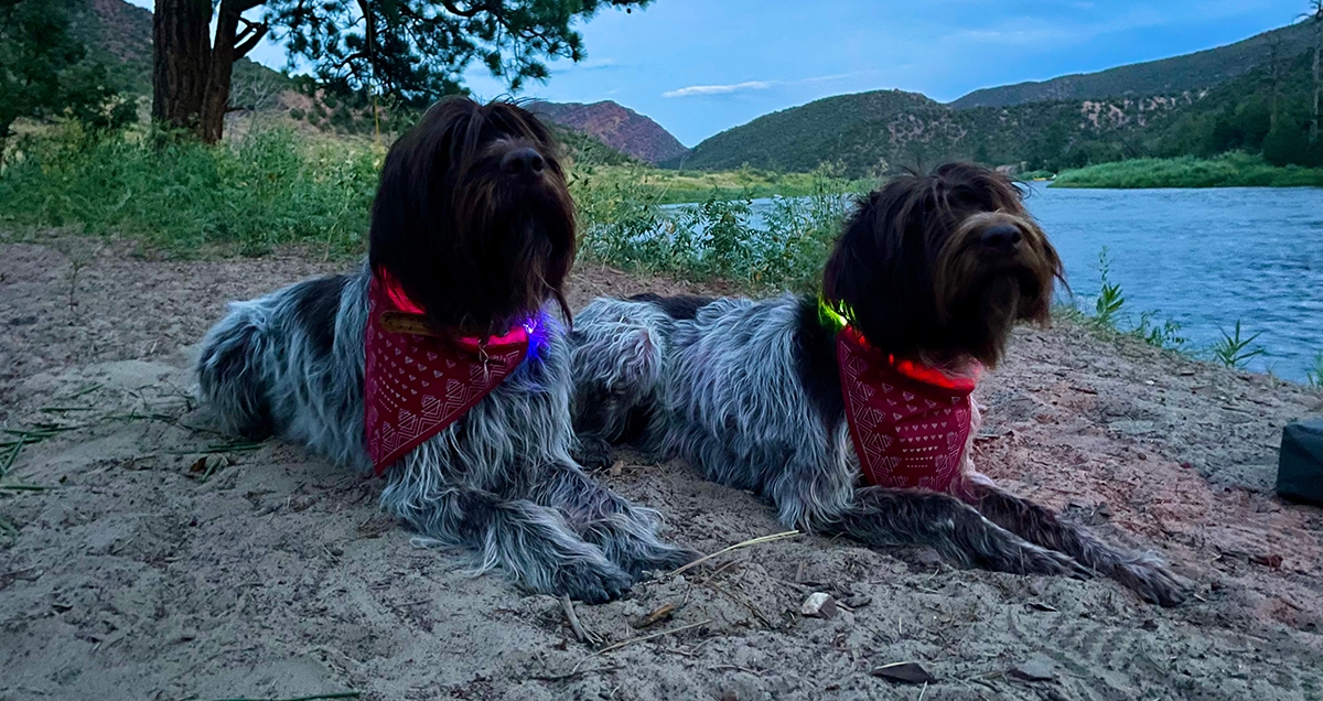 Two dogs laying down on a riverbank at dusk with light up bandana collars