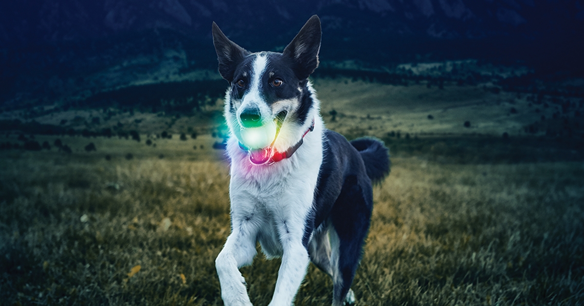 Dog with GlowStreak LED Ball 