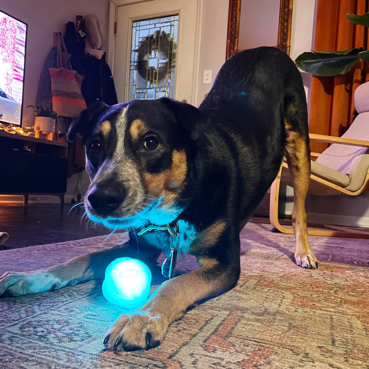 Dog playing with GlowStreak® Wild™ LED Ball