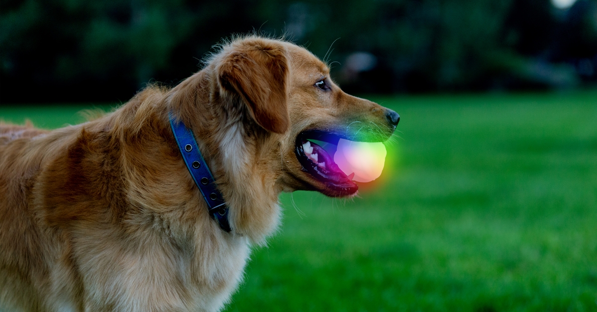 Dog holding GlowStreak® Wild™ LED Ball 