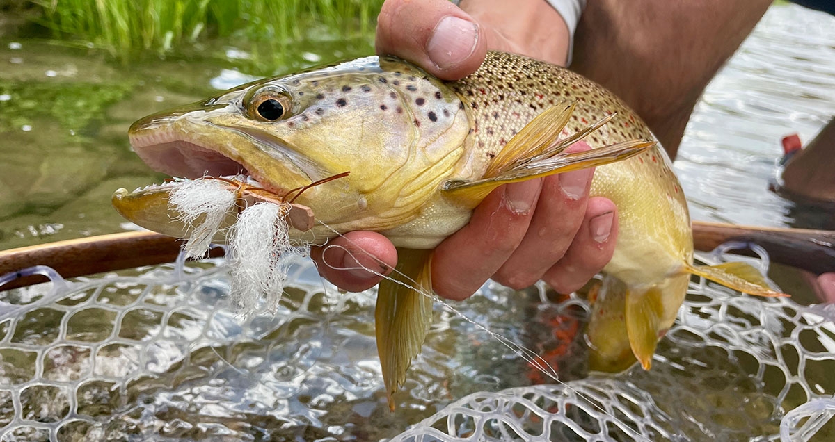 Brown Trout Eating A Chubby Chernoble