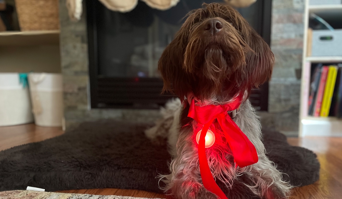 Cute dog wearing a SpotLit XL and holiday ribbon