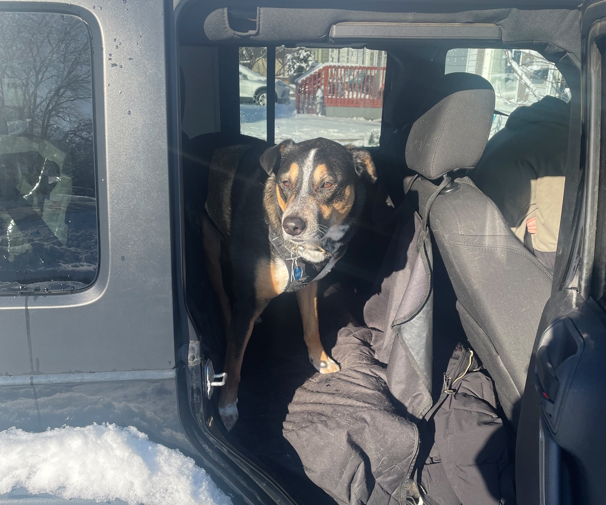 Dog in back seat