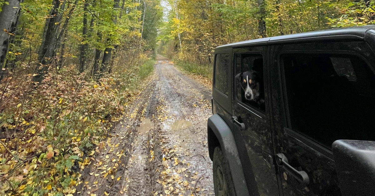 Dog in backseat on roadtrip