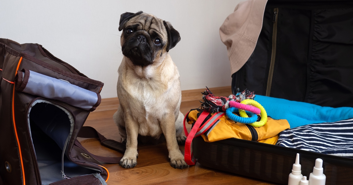 Packing for your pet