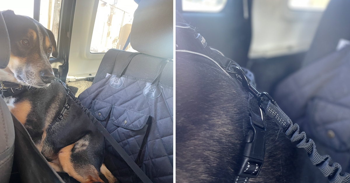 Dog Canopy and seatbelt