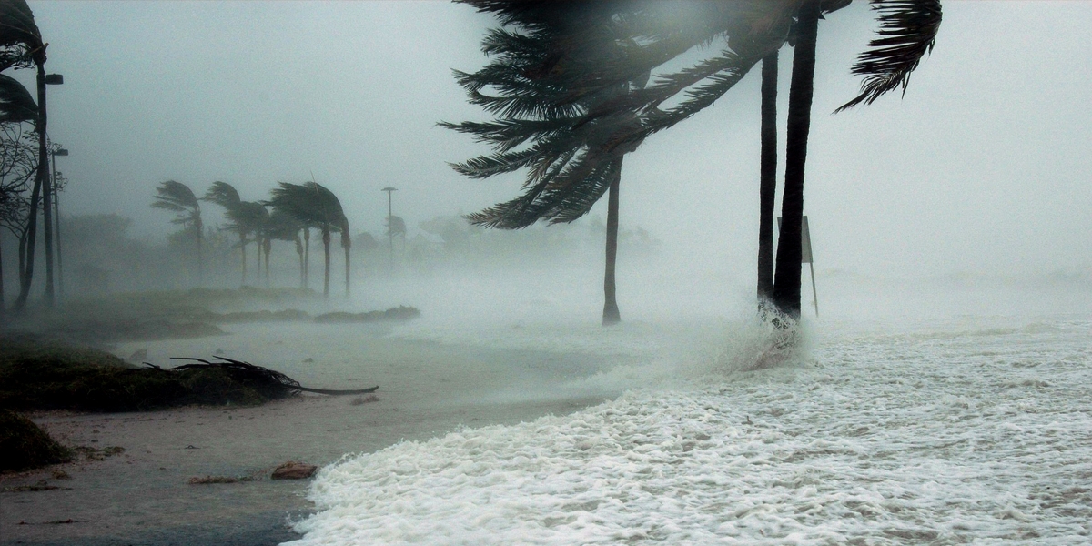 Hurricane on beach blowing palm trees