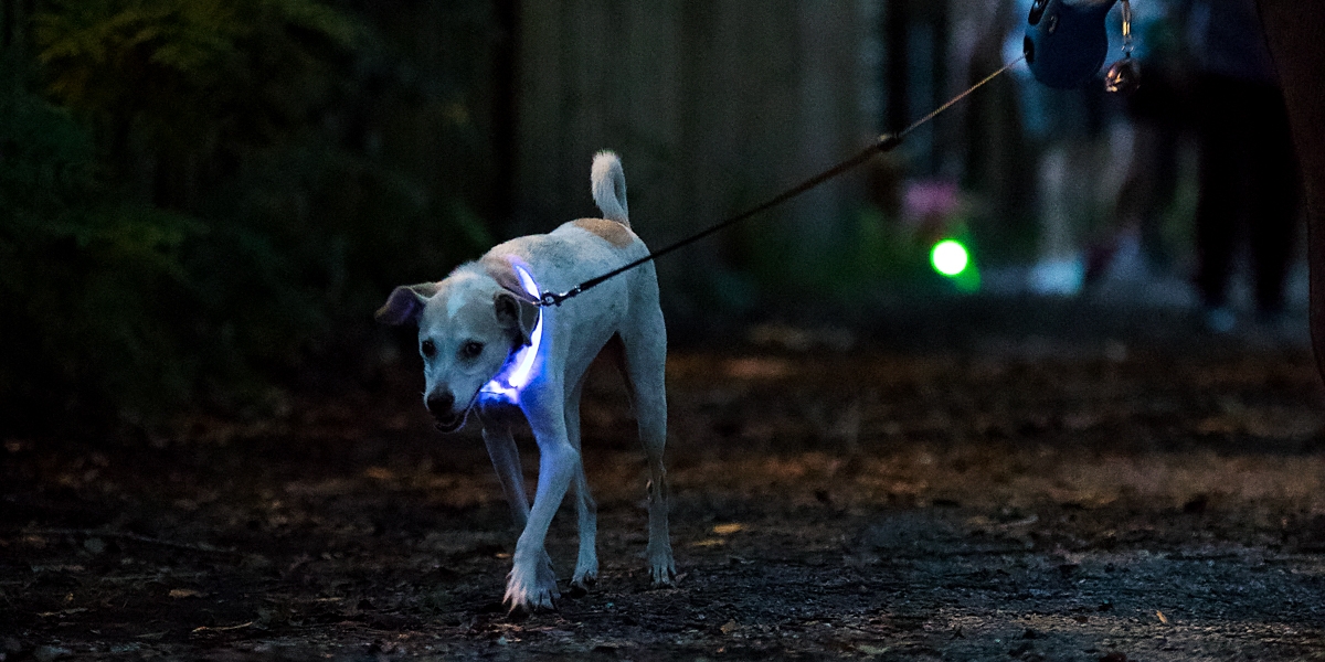 Walking the dog using the Rechargeable NiteHowl LED Safety Necklace