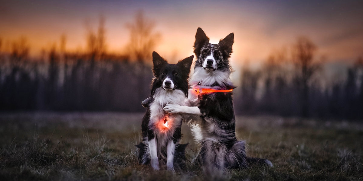 Two Dogs hugging and wearing a SpotLit Collar Light and NiteHowl LED Safety Necklace