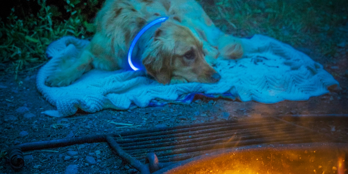 how do i keep my dog cool while camping