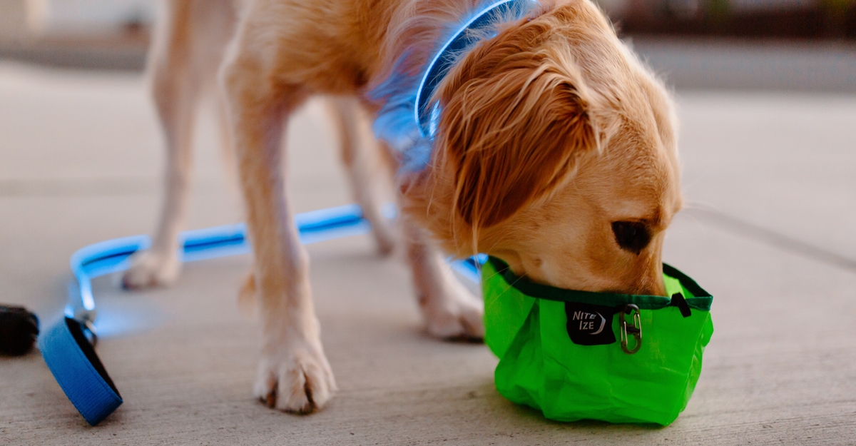 Dog drinking from the RadDog Collapsible Bowl 