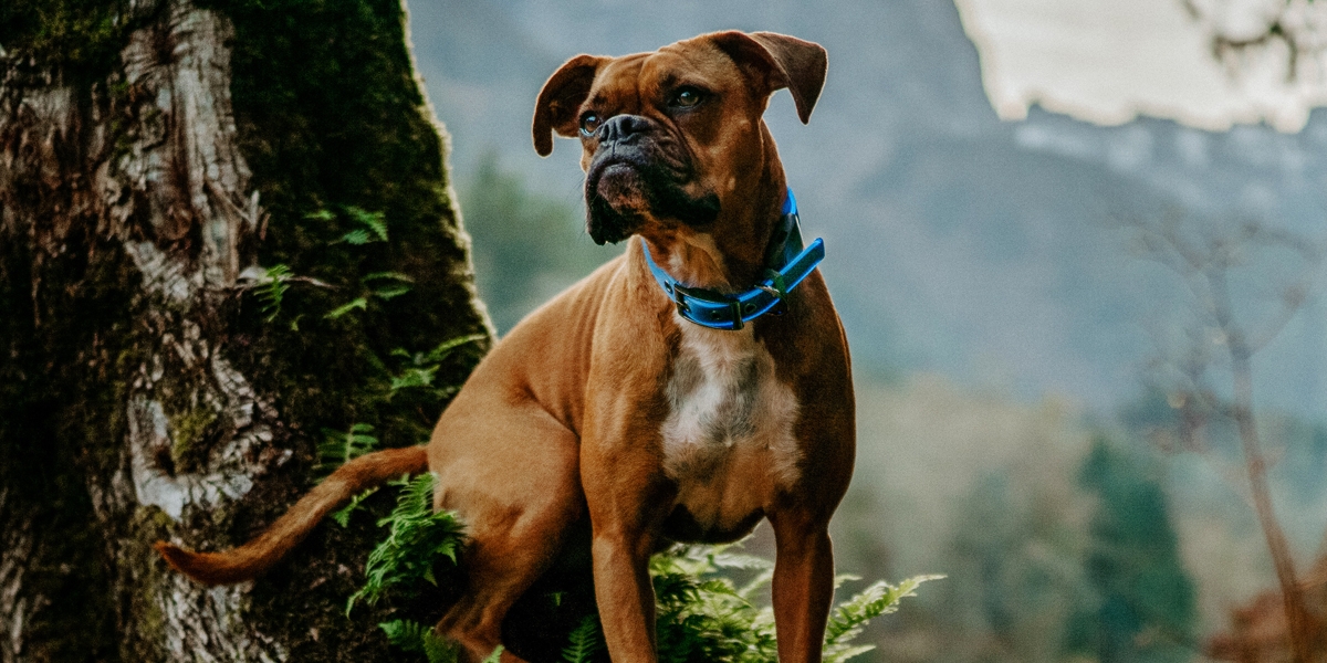 NiteDog Rechargeable LED Collar on boxer