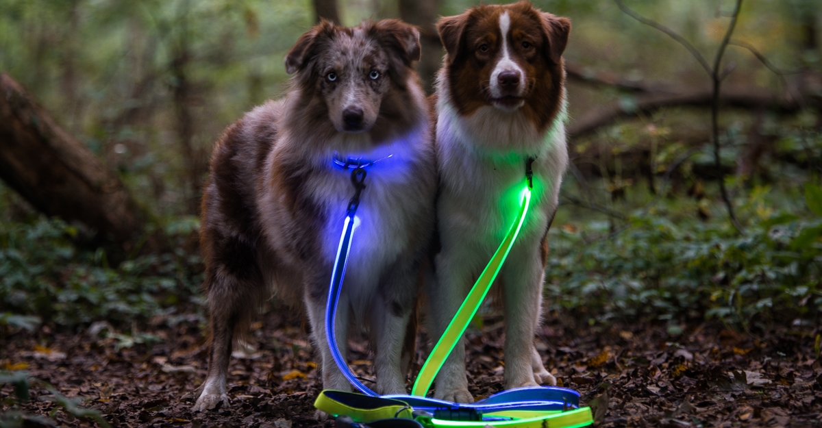 Two dogs with the NiteDog Rechargeable LED Leash