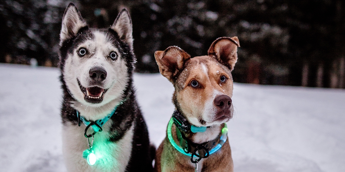 SpotLit Collar Lights and NiteHowl LED Safety Necklaces on two dogs