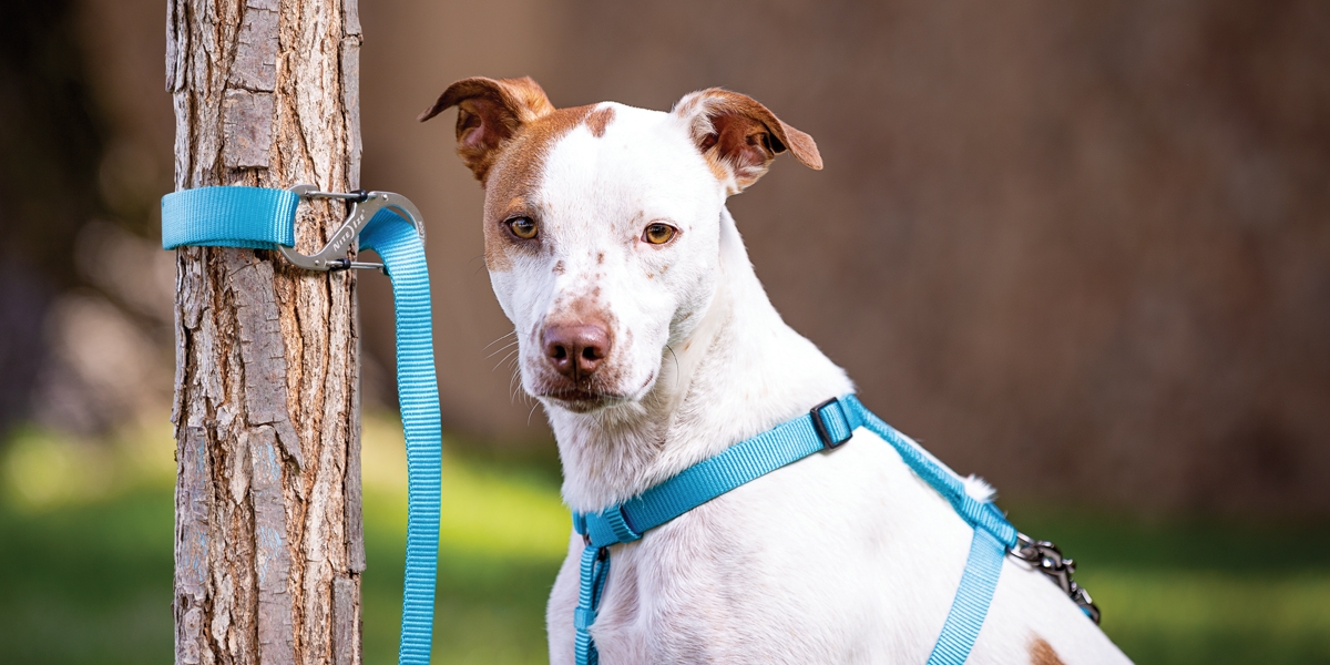 Dog tied to tree with SlideLock Pet S-Biner