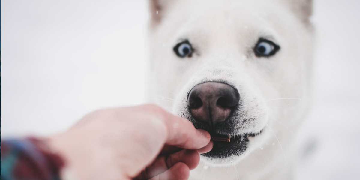 Feeding a dog a treet