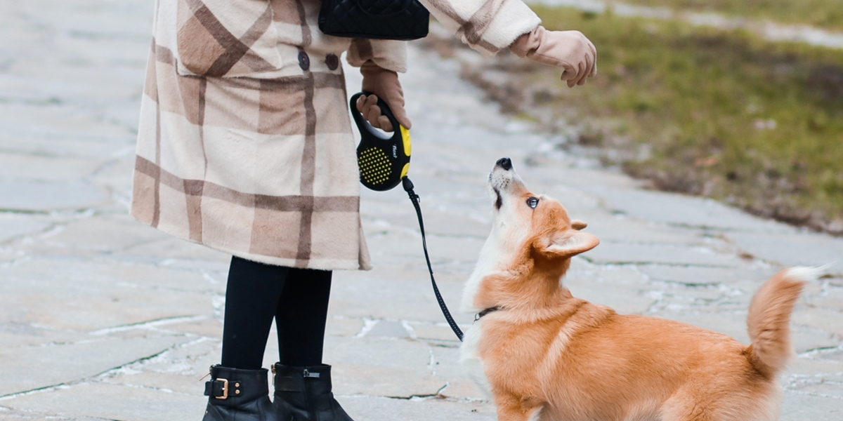 Practicing command with dog