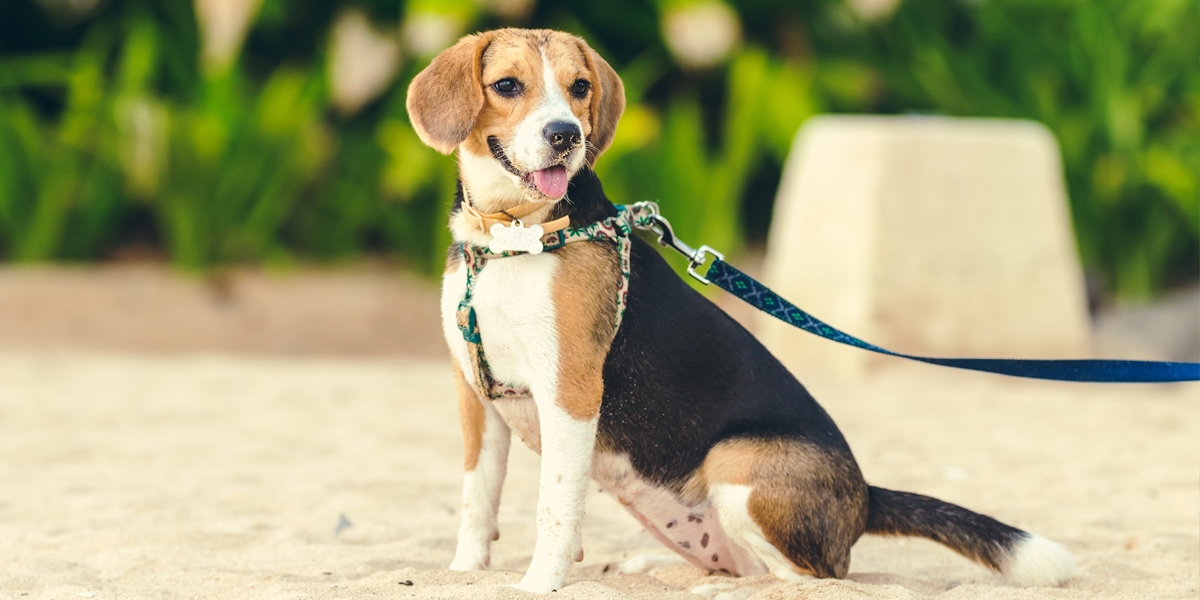 Dog on leash