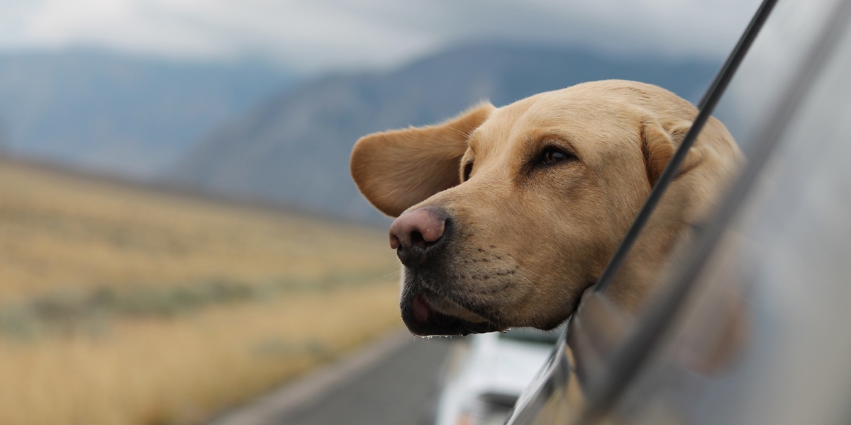 Dog with head out window