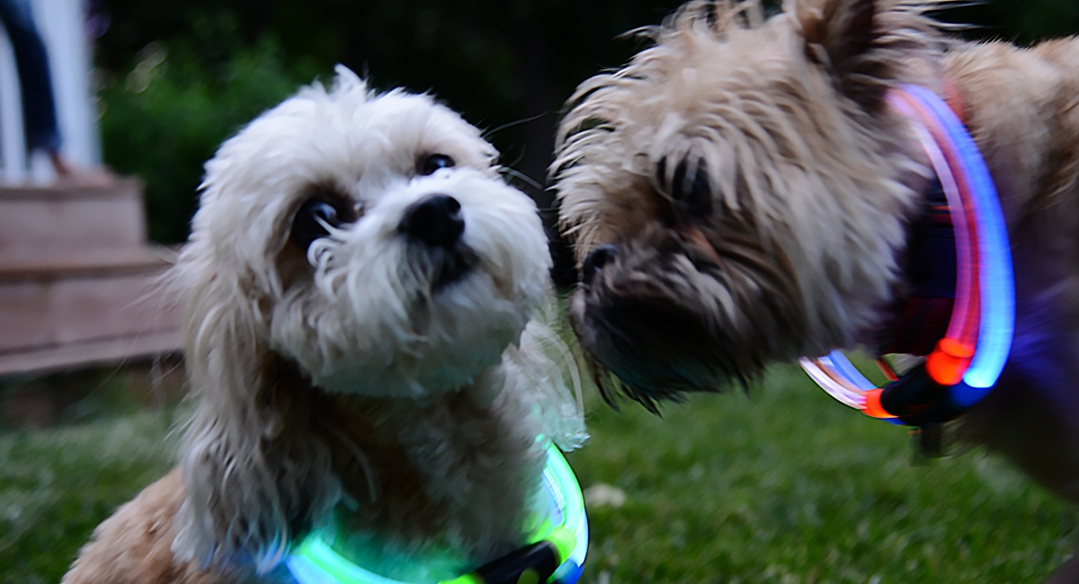 Two dogs with the NiteHowl Rechargeable Safety Necklace 